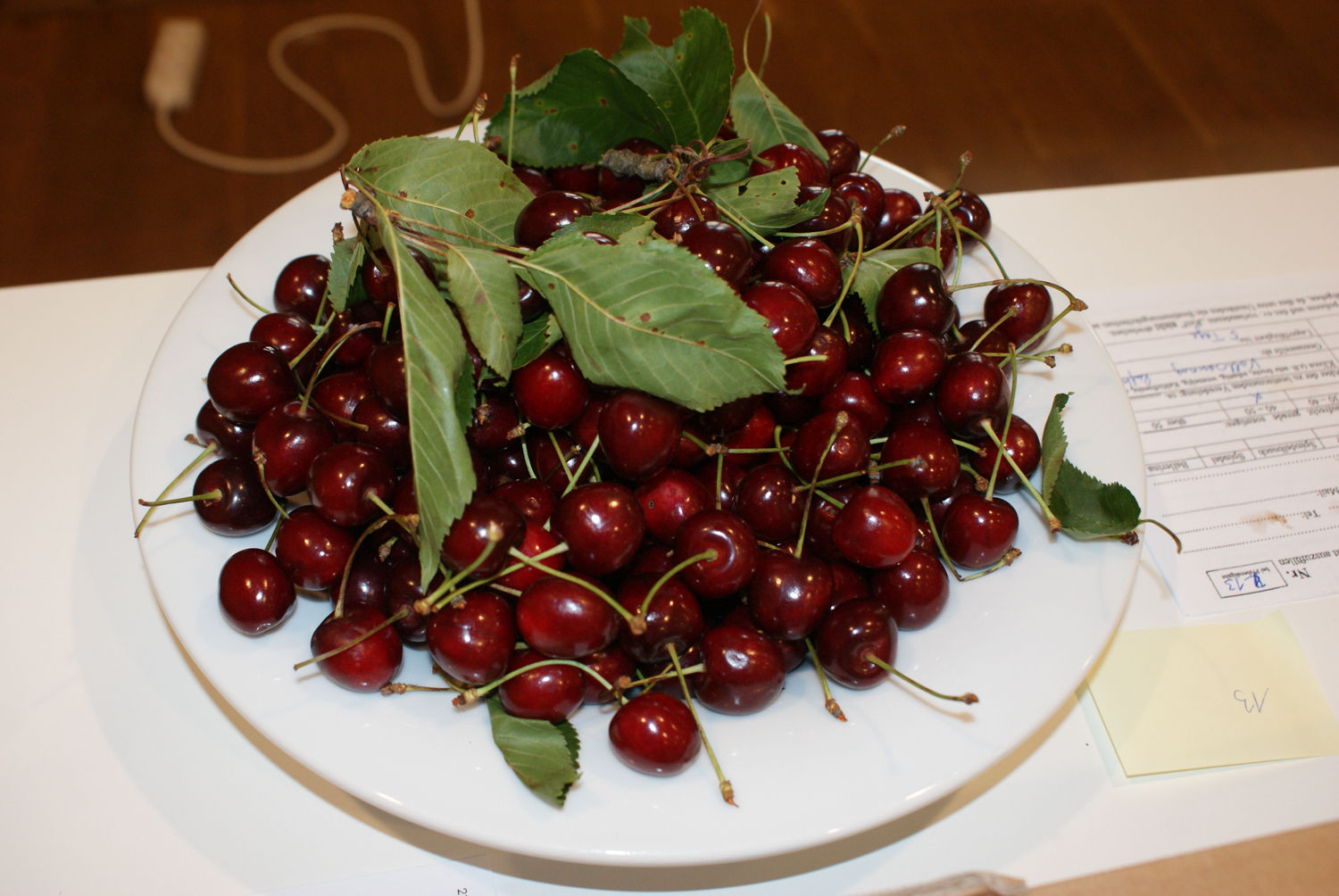 Alte Kirschbäume sind Rarität geworden.jpg © Wartbichler Alte Kirschbäume sind Rarität geworden.jpg © Wartbichler
