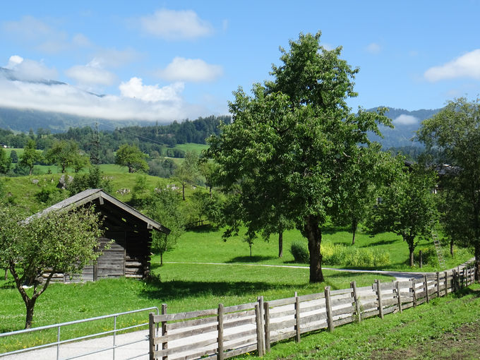 Alte Kirschbäume sind Rarität geworden.jpg © Wartbichler Alte Kirschbäume sind Rarität geworden.jpg © Wartbichler