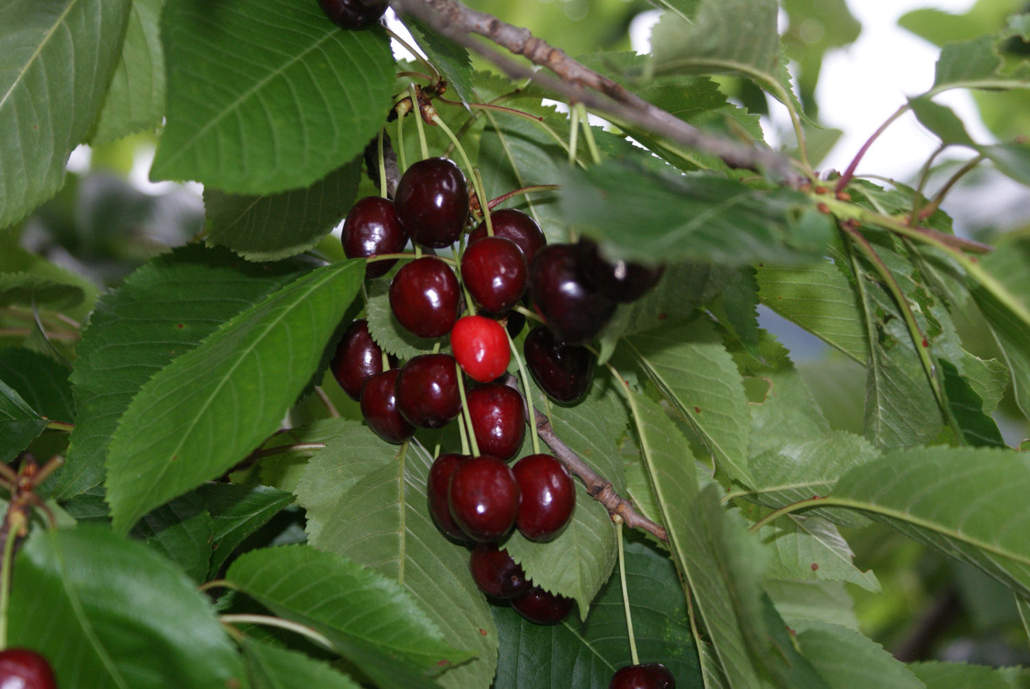 Alte Kirschbäume sind Rarität geworden.jpg © Wartbichler Alte Kirschbäume sind Rarität geworden.jpg © Wartbichler