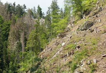 Borkenkäfer 1-min.jpg © KK Borkenkäfer 1-min.jpg © KK