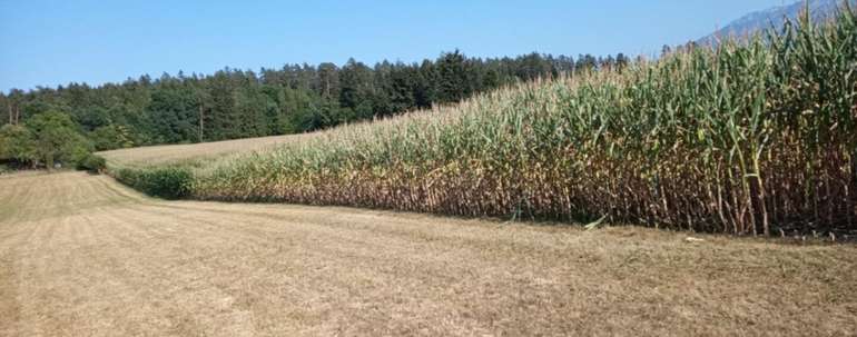 Mais-min.jpg © LK Kärnten/Erich Roscher Mais-min.jpg © LK Kärnten/Erich Roscher