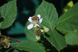 Biene Brombeere pixabay.com 22594.jpg Biene Brombeere pixabay.com 22594.jpg