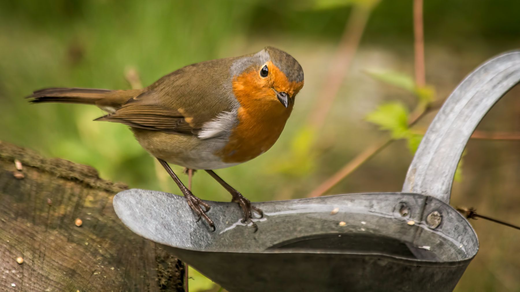 Vogel-Rotkehlchen-Wasser (c) RodCleasby auf Pixabay.jpg © pixabay