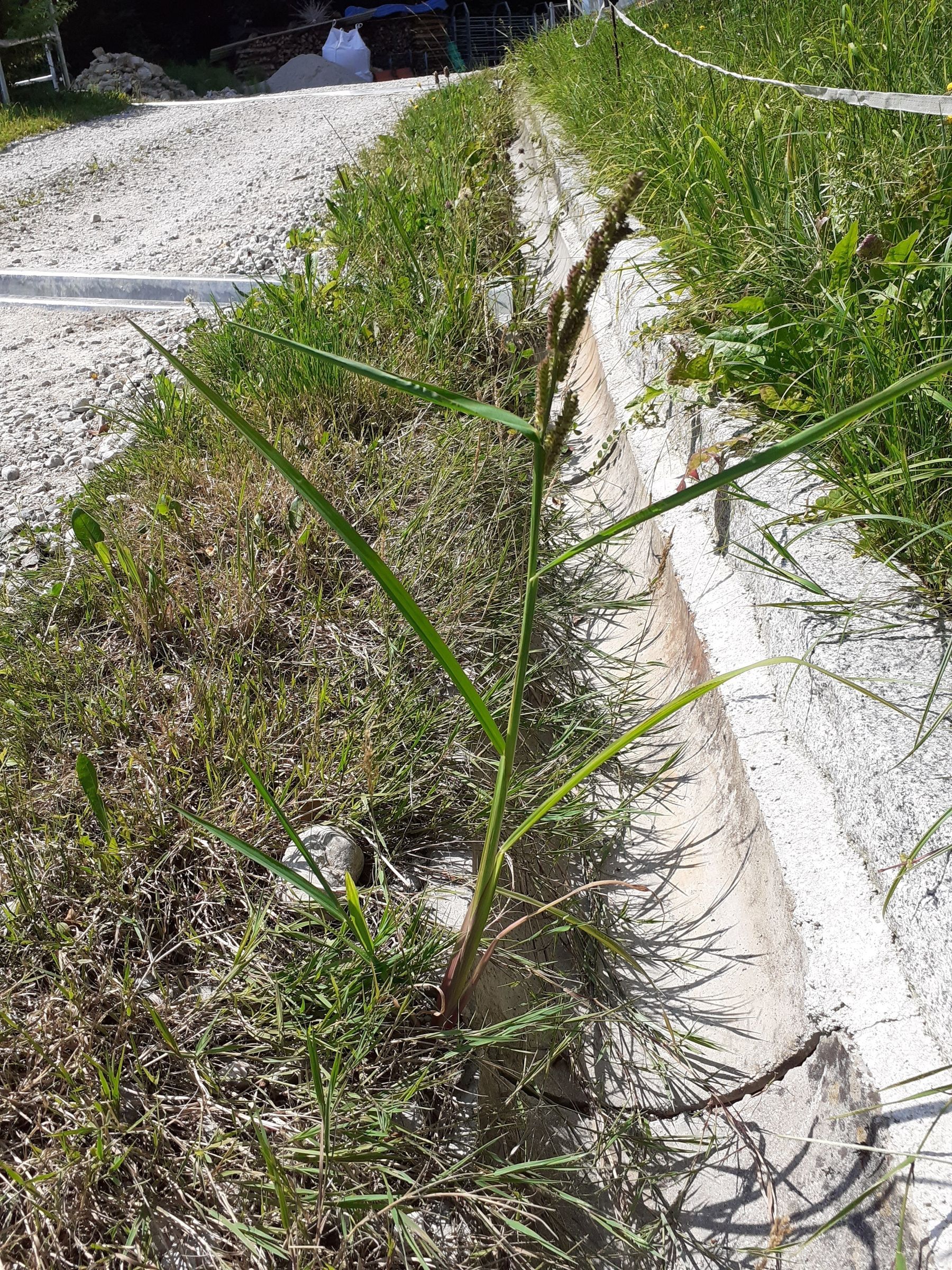 Hühnerhirse_PD (002).jpg © Landwirtschaftskammer Oberösterreich/Doblmair Hühnerhirse_PD (002).jpg © Landwirtschaftskammer Oberösterreich/Doblmair