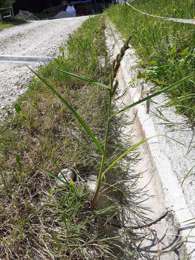 Hühnerhirse_PD (002).jpg © Landwirtschaftskammer Oberösterreich/Doblmair Hühnerhirse_PD (002).jpg © Landwirtschaftskammer Oberösterreich/Doblmair