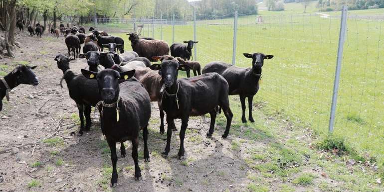 Nach der extremen Trockenheit im Jahr 2017 haben Grubers auf drei Hektar Weide eine Bewässerungsanlage installiert, damit sie ihre Schafe im Sommer sicher mit Futter versorgen können.