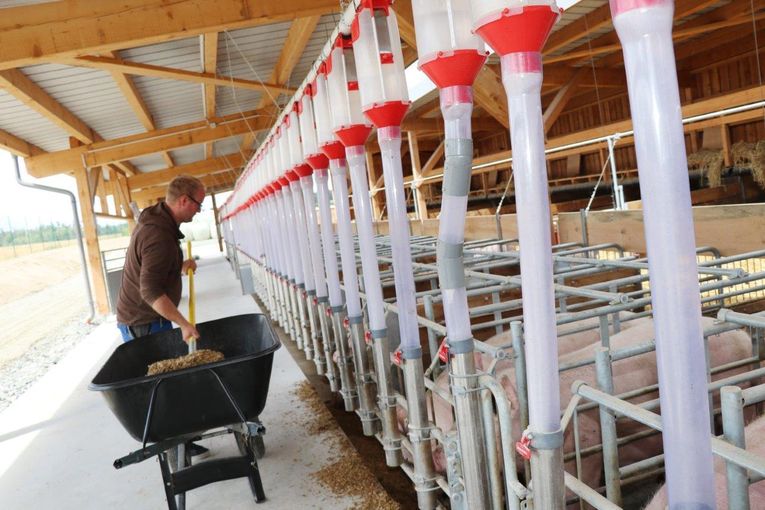 So wie in den anderen Ställen können auch im Wartestall alle Sauen gleichzeitig fressen. Manuel Hauer schaufelt gerade Maissilage in den Barren.