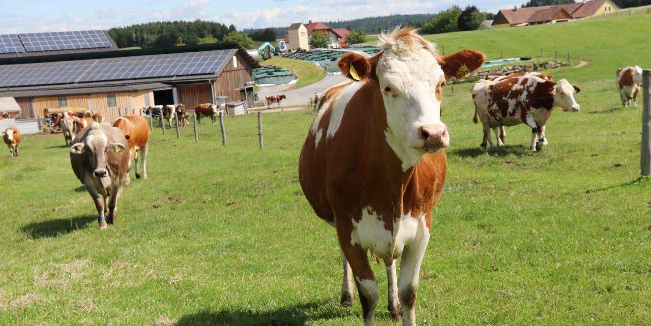 08 KoppensteinerPPKIMG_4126.jpg © Paula Pöchlauer-Kozel/LK Niederösterreich 08 KoppensteinerPPKIMG_4126.jpg © Paula Pöchlauer-Kozel/LK Niederösterreich