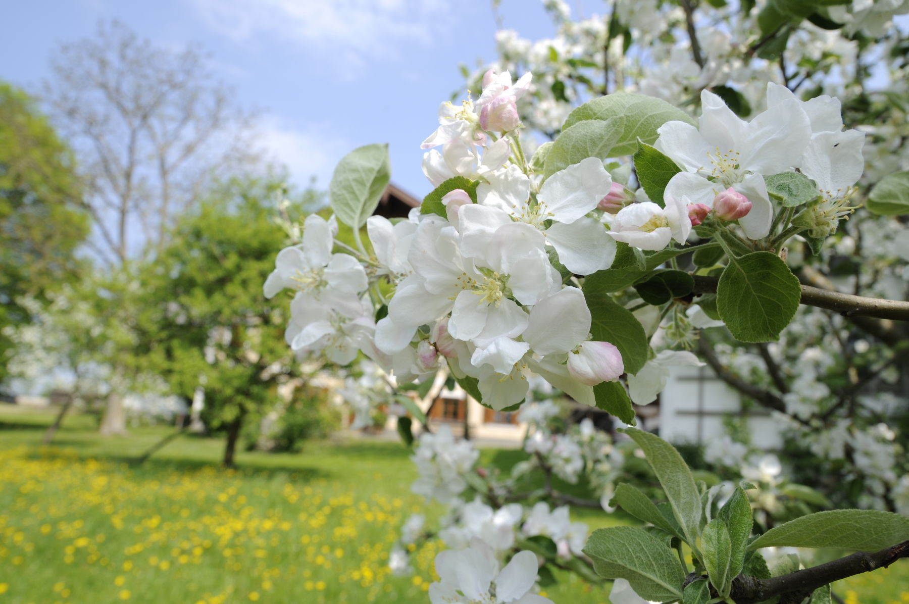 Apfelblüte.jpg © LKS/Dürnberger Apfelblüte.jpg © LKS/Dürnberger