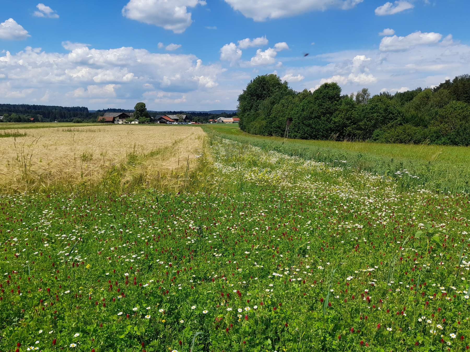 06.07.22 Bauernhofspaziergang Badinger (C) LK Oberlechner (1).jpg