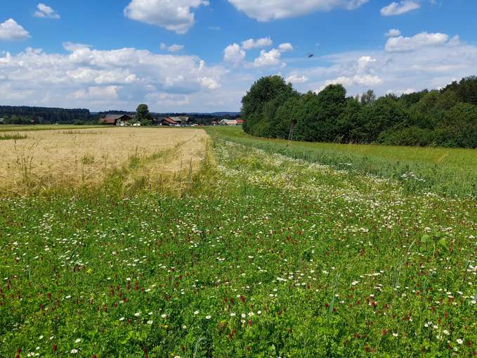 06.07.22_Bauernhofspaziergang Badinger (C) LK Oberlechner (1).jpg © Oberlechner