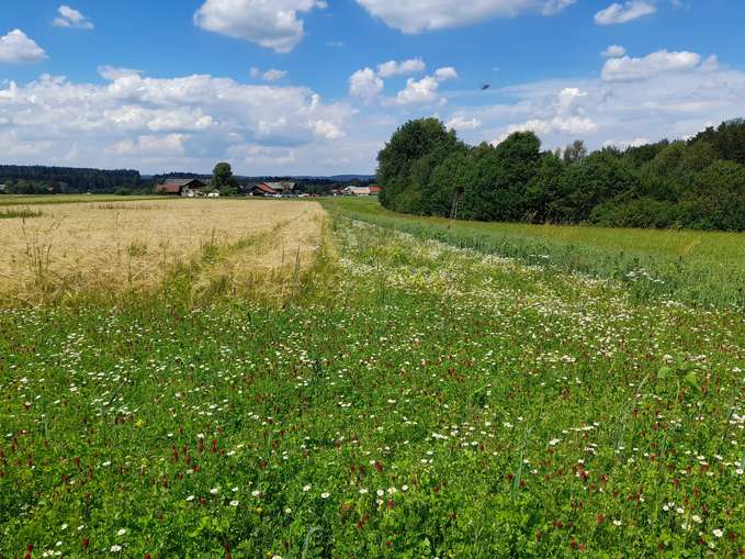 06.07.22_Bauernhofspaziergang Badinger (C) LK Oberlechner (1).jpg © Oberlechner 06.07.22_Bauernhofspaziergang Badinger (C) LK Oberlechner (1).jpg © Oberlechner