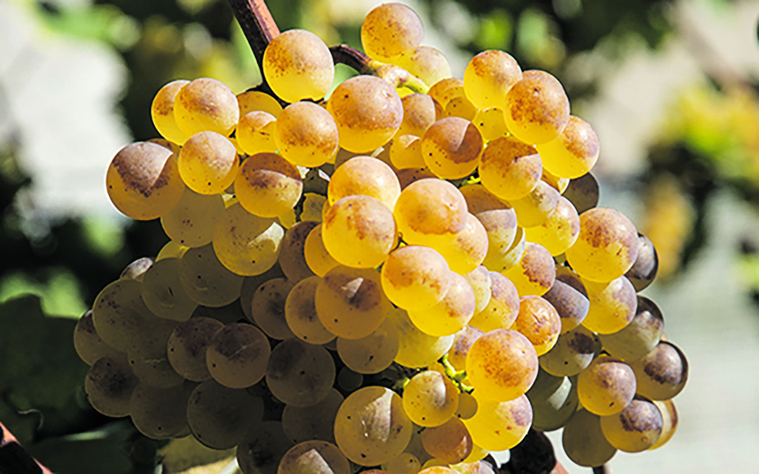 Chasselas-Trauben_Agroscope.jpg © Agroscope Chasselas-Trauben_Agroscope.jpg © Agroscope