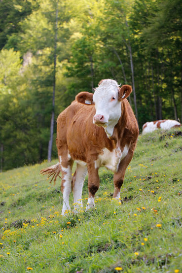 Projekt  Salzburger Almrind  steht in  den Startlöchern.jpg © Kronreif Projekt  Salzburger Almrind  steht in  den Startlöchern.jpg © Kronreif