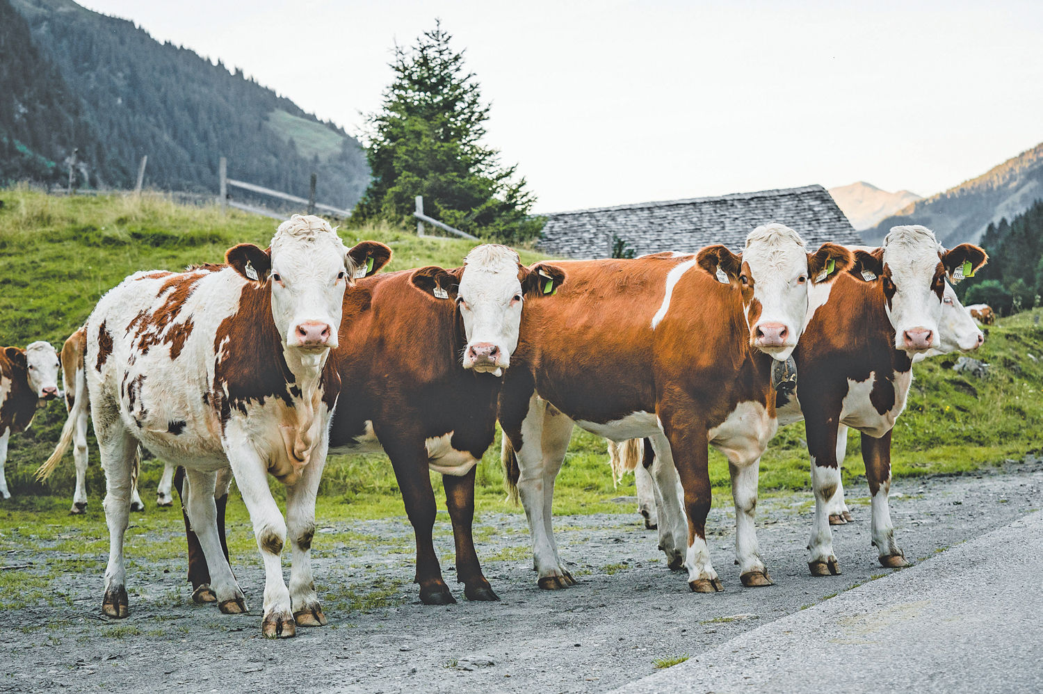 Projekt  Salzburger Almrind  steht in  den Startlöchern.jpg © RZV Salzburg Projekt  Salzburger Almrind  steht in  den Startlöchern.jpg © RZV Salzburg