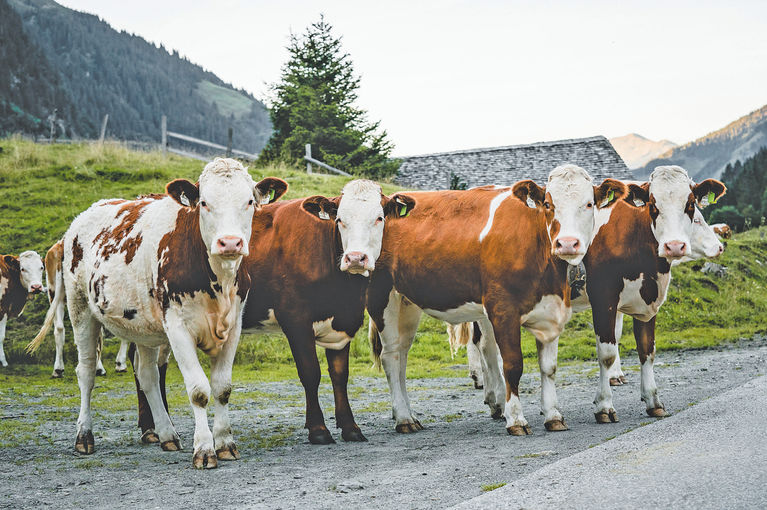 Projekt  Salzburger Almrind  steht in  den Startlöchern.jpg © RZV Salzburg