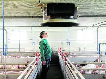 Schweinestall Familie Zöbl © Stiefkind Fotografie