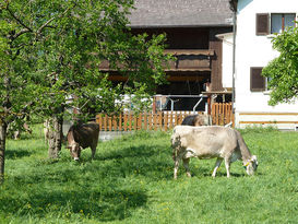 Kühe © LK Vbg.jpg Kühe © LK Vbg.jpg