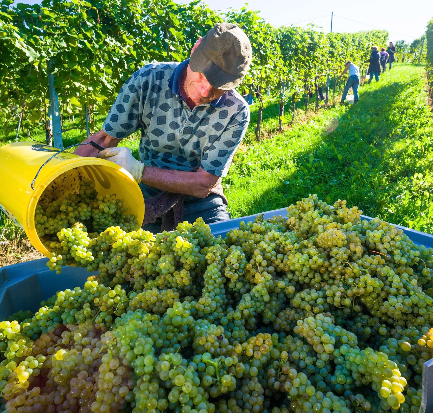 Weingarten-min.jpg © stock.adobe.com Weingarten-min.jpg © stock.adobe.com