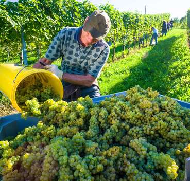 Weingarten-min.jpg © stock.adobe.com Weingarten-min.jpg © stock.adobe.com