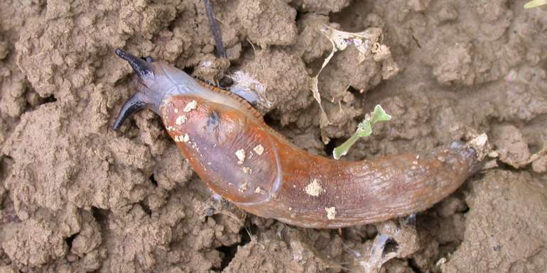 Raps-Span. Wegschnecke 2.jpg Raps-Span. Wegschnecke 2.jpg