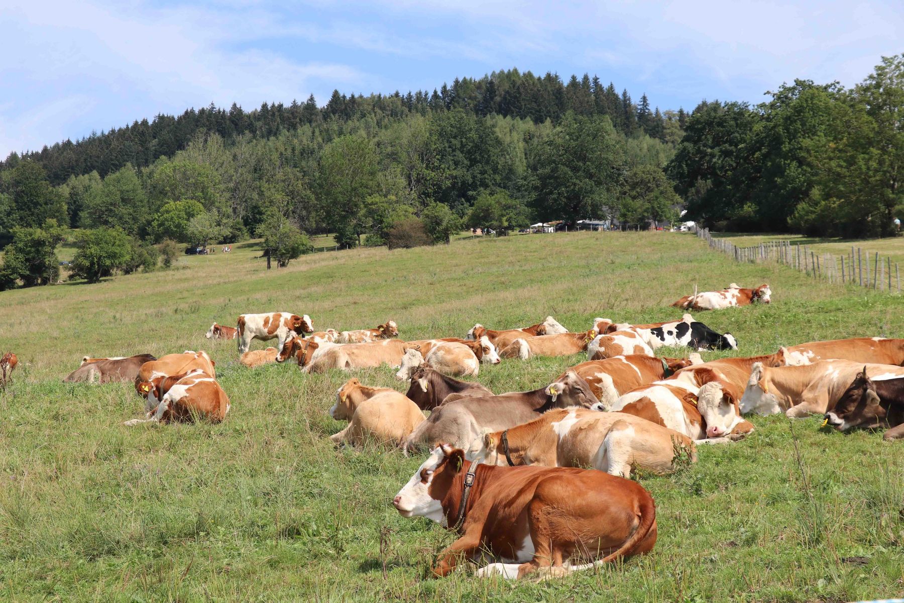 © Paula Pöchlauer-Kozel/LK Niederösterreich © Paula Pöchlauer-Kozel/LK Niederösterreich