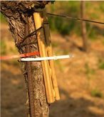 Ein bis drei 20 cm lange Bambusröhren welche am Stamm zur Schadensschwellenbestimmung befestigt werden. Die Ohrwürmer wandern in die unten offenen Röhren ein und werden 1 Mal in der Woche kontrolliert, befinden sich durchschnittlich mehr als 50 Individuen © E.Kührer, WBS Krems