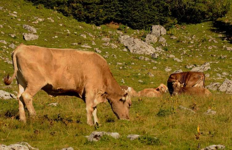 Rinder auf der Alm Rinder auf der Alm