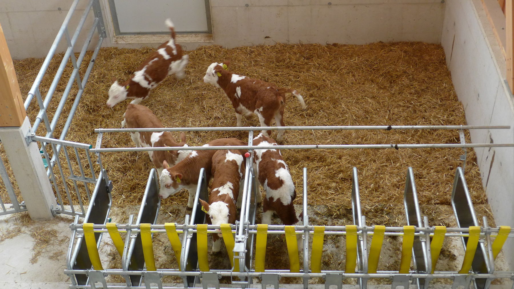 Zweiraum-Kälbergruppenbox.jpg © Arbeitskreis Milchproduktion Zweiraum-Kälbergruppenbox.jpg © Arbeitskreis Milchproduktion