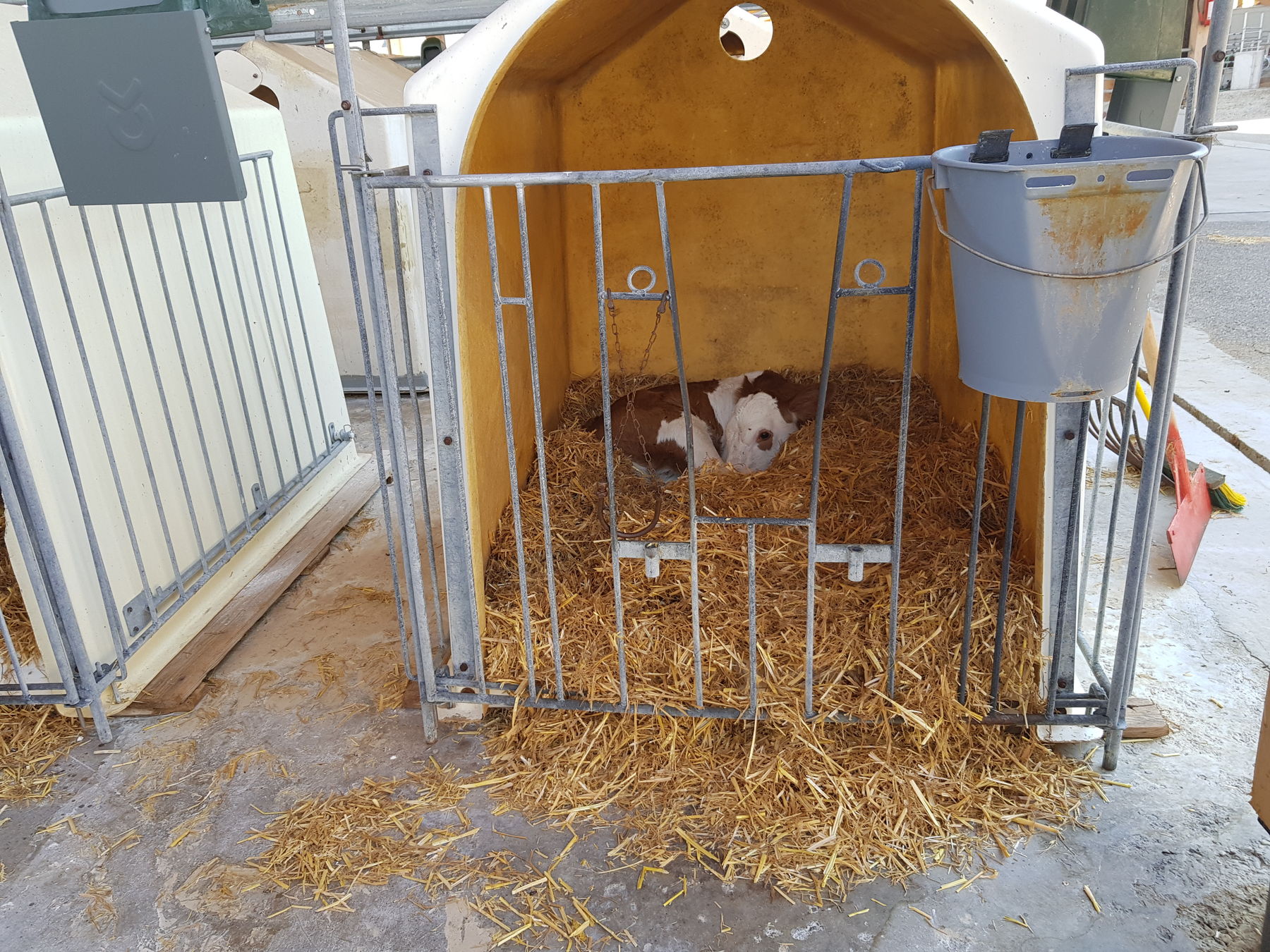 Kalb im Stroh.jpg © Arbeitskreis Milchproduktion Kalb im Stroh.jpg © Arbeitskreis Milchproduktion