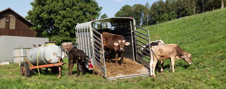 Tiertransport.jpg © Fischer/LKV Kärnten Tiertransport.jpg © Fischer/LKV Kärnten