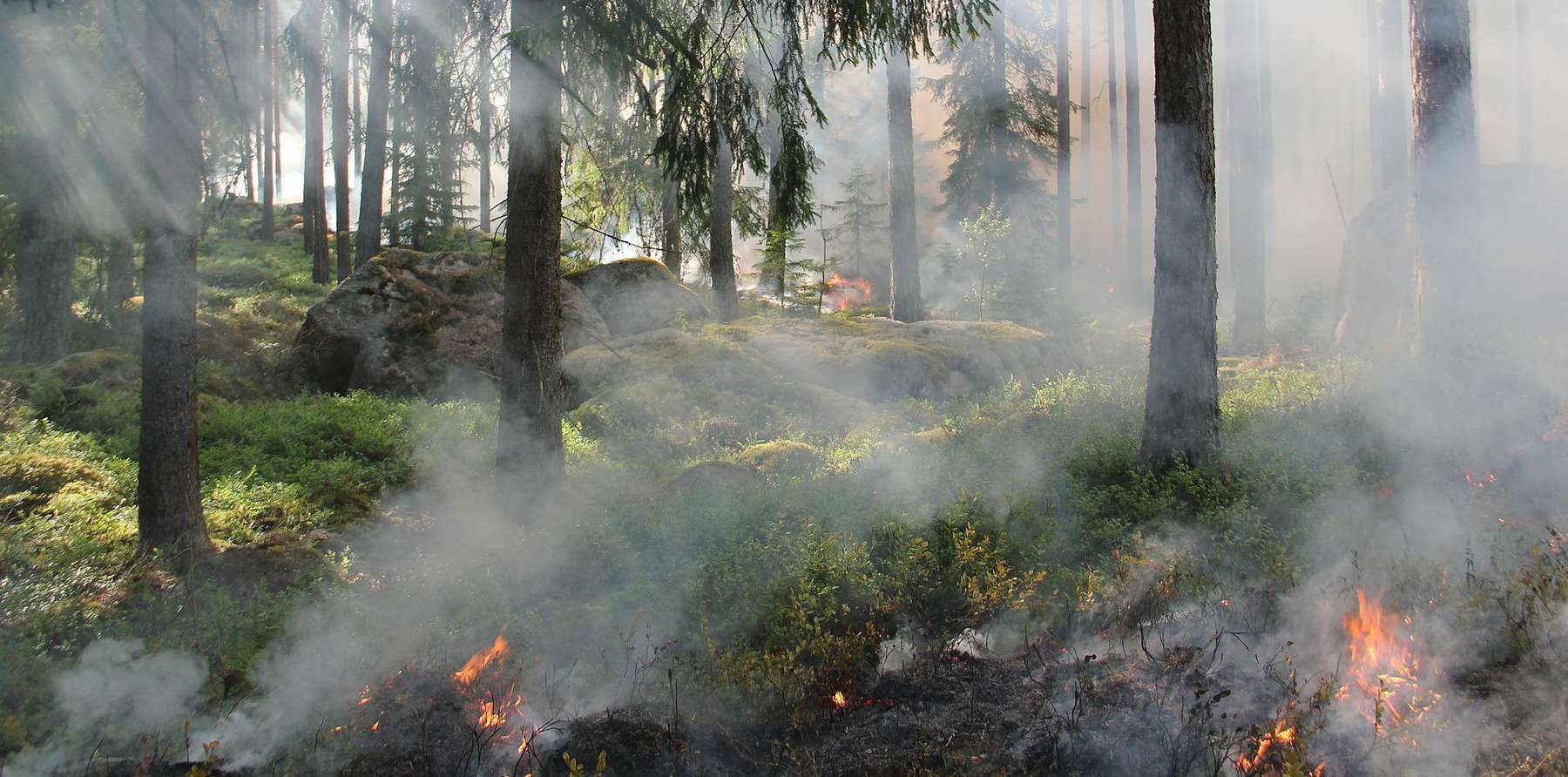 Waldbrand