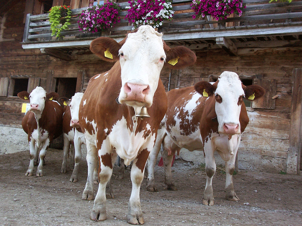 Kühe Auslauf