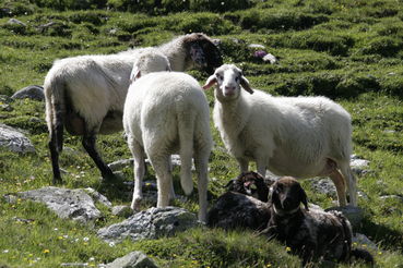 Schafe auf der Alm.jpg © LK/Mooslechner