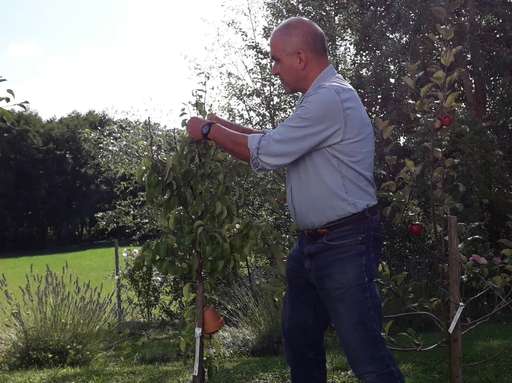 Titelbild Sommerschnitt Birnbaum.jpg