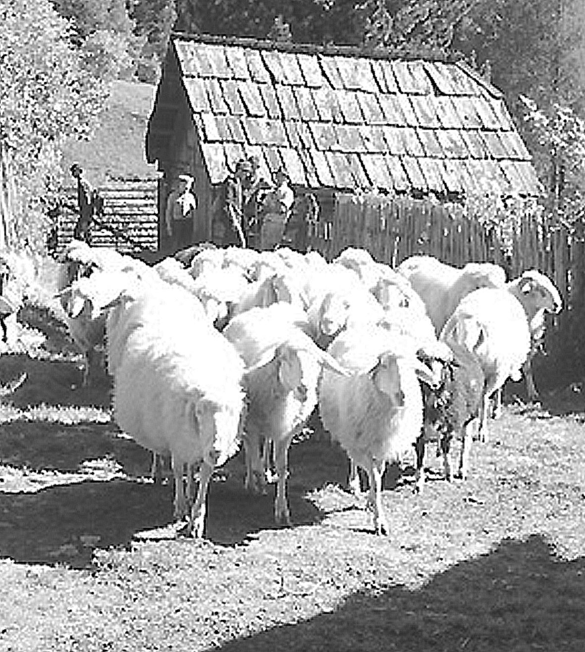Schafe.jpg © Archiv Schafe.jpg © Archiv