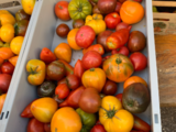 sb35_mt_tomaten.png © Dürnberger