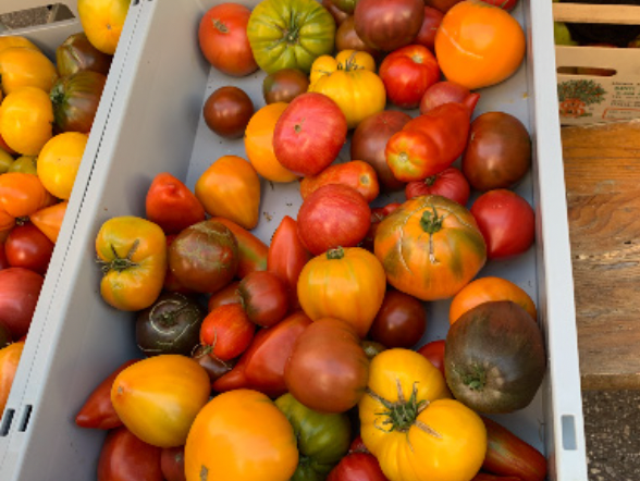 sb35_mt_tomaten.png © Dürnberger sb35_mt_tomaten.png © Dürnberger