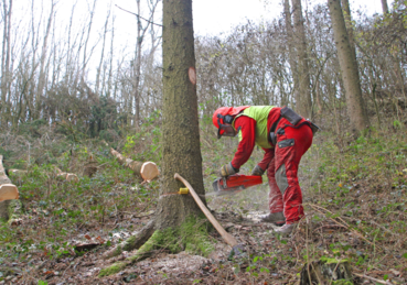Forstarbeiter im Wald beim Baumschnitt © LK Tirol