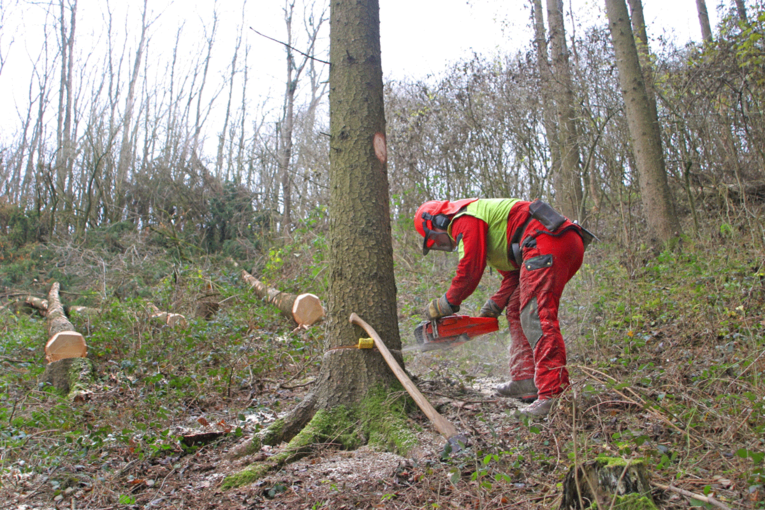 Forstarbeiter im Wald beim Baumschnitt