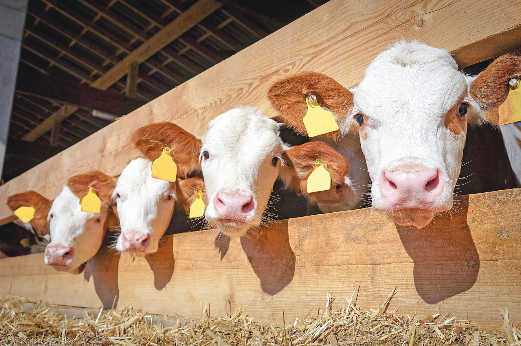 Kalbinnen suchen Stallplatz.jpg © Adobe Stock/Countrypixel Kalbinnen suchen Stallplatz.jpg © Adobe Stock/Countrypixel