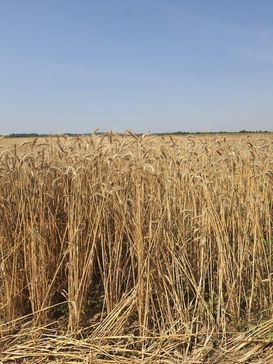 Was gegen Steinbrand im Bio-Weizen tun? Was gegen Steinbrand im Bio-Weizen tun?