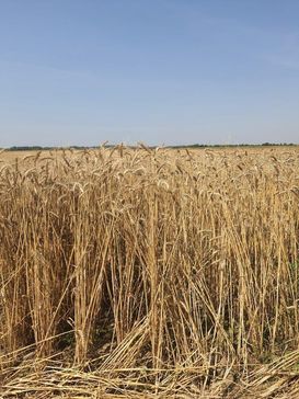 Was gegen Steinbrand im Bio-Weizen tun?