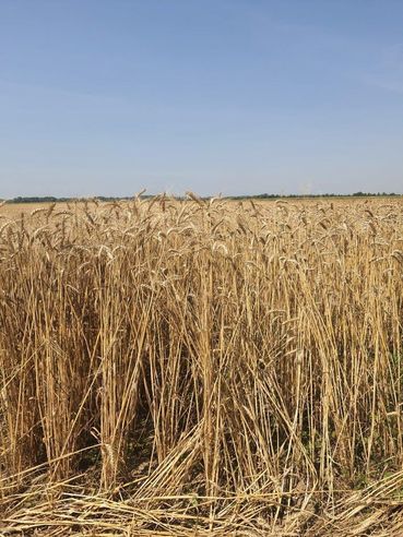 Was gegen Steinbrand im Bio-Weizen tun?