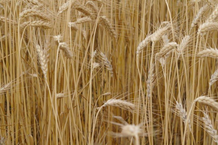 Was gegen Steinbrand im Bio-Weizen tun?