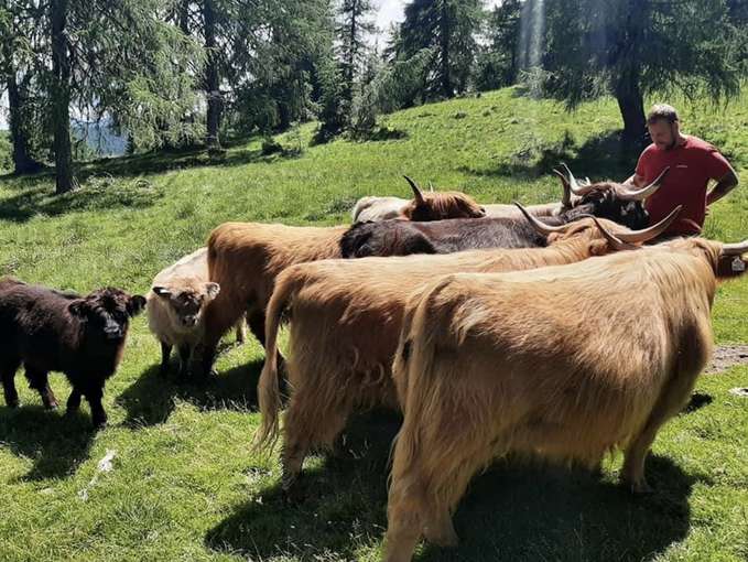 Stefan ist mit Leib und Seele Landwirt und zähmt die Hochlandrinder mit sehr viel Zuneigung und Futter. © Privat