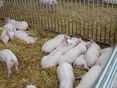 Tierwohl Stallhaltung Schwein © LK Kärnten/Andreas Mak