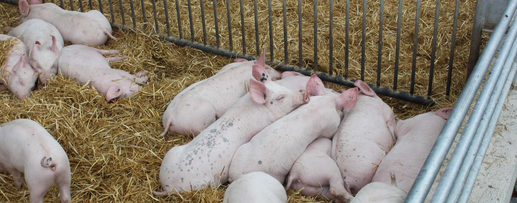 Tierwohl Stallhaltung Schwein 03 Andreas Mak-min.jpg © LK Kärnten/Andreas Mak Tierwohl Stallhaltung Schwein 03 Andreas Mak-min.jpg © LK Kärnten/Andreas Mak