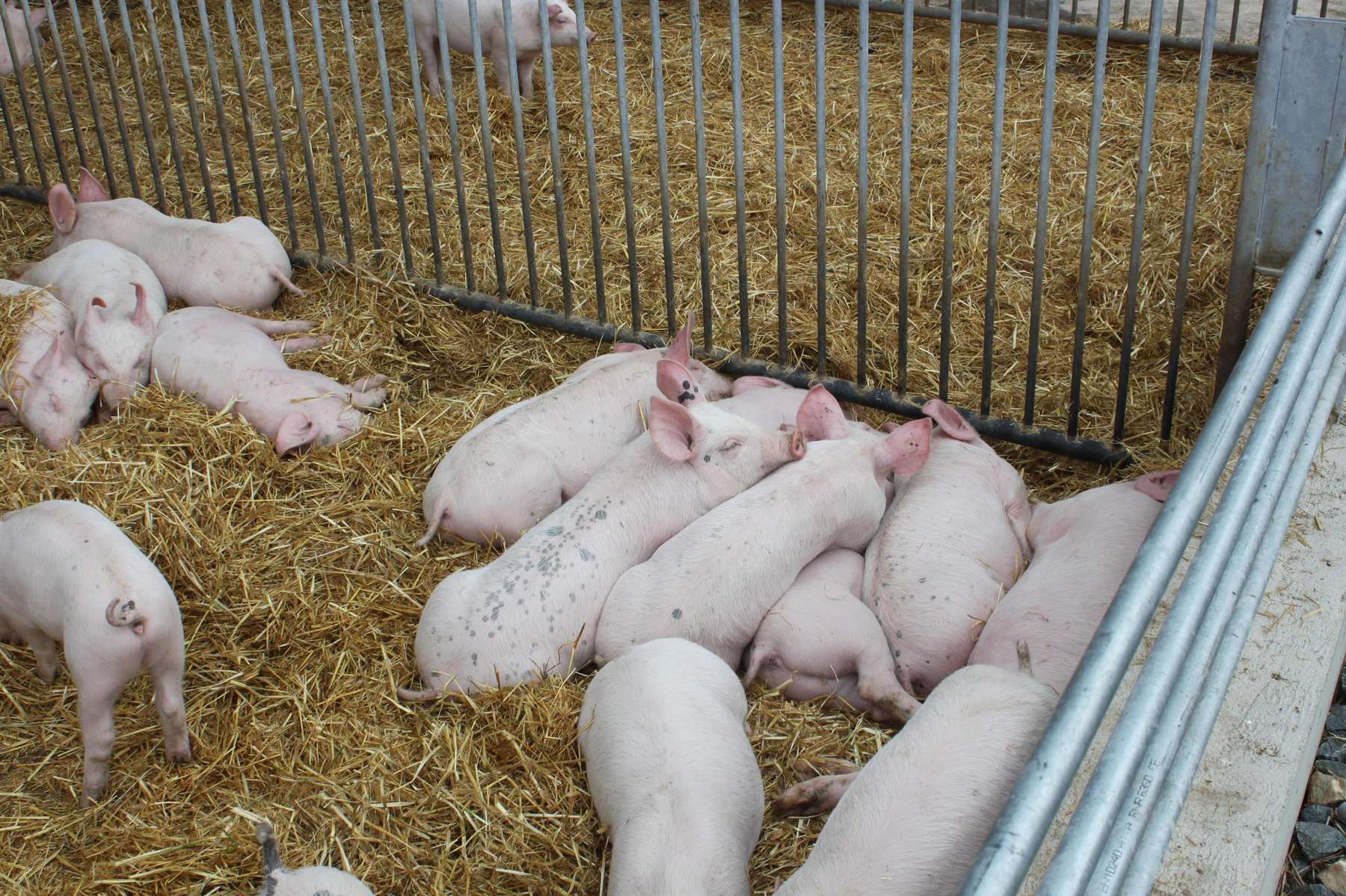 Tierwohl Stallhaltung Schwein  © LK Kärnten/Andreas Mak