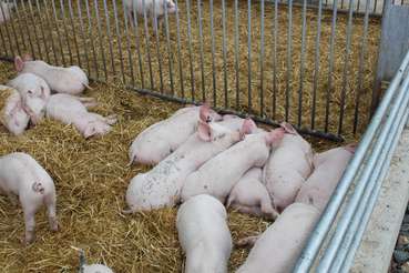 Tierwohl Stallhaltung Schwein  © LK Kärnten/Andreas Mak